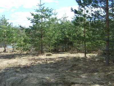 STP62552.JPG