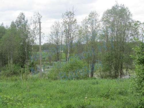 kozlovo5.jpg