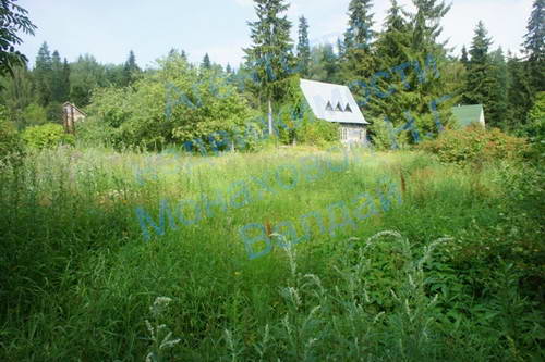 niertsynasha2.JPG